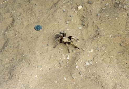  Spider 